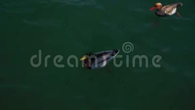<strong>一群鸭子</strong>在意大利利蒙镇加德纳湖的明亮的蓝色水域游泳